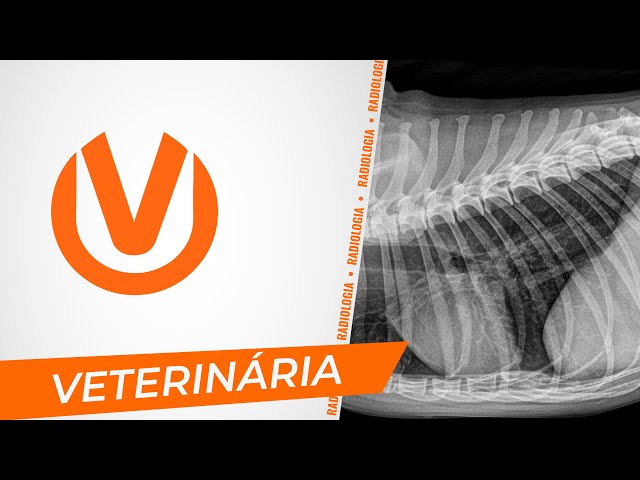 Radiologia Veterinária - Placas digitais DRTech - Univen Vet