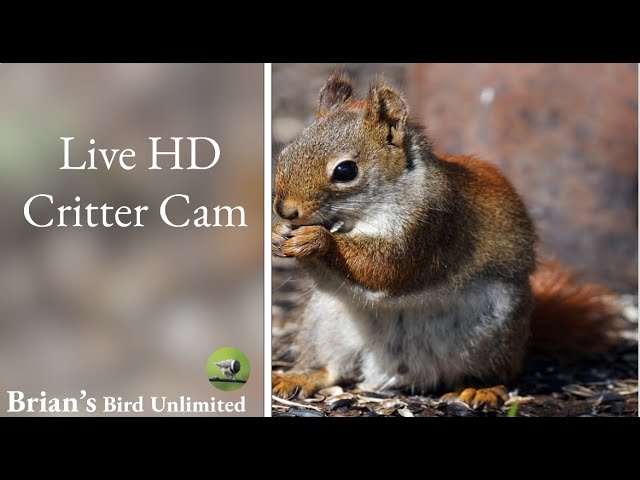 (New)🔴LIVE Critter Cam In HD! Brian's Birds Unlimited FeederWatch Cam at Ohio #Live #birdcam