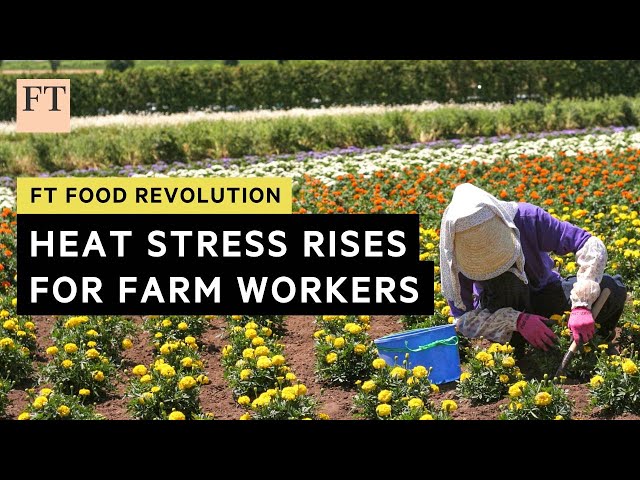 Rising temperatures can prove fatal for farm workers | FT Food Revolution