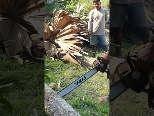 👆 Palm Tree Cutting With Chainsaw STIHL MS070 #434