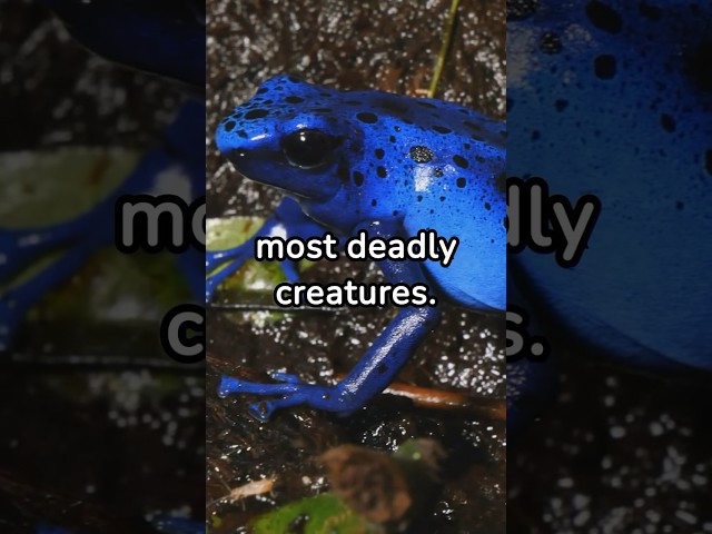 5 fast facts about the Poison Dart Frog #shorts #animals #nature