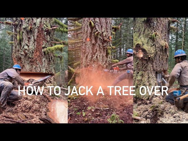 How to JACK a tree over