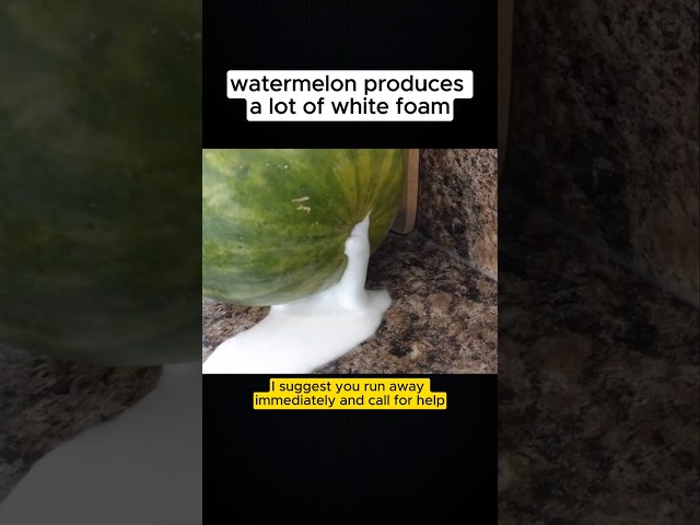 Why watermelon produces a lot of white foam?