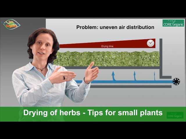 Drying of herbs and hops - Tips for small drying plants (SusOrganic; CORE Organic)