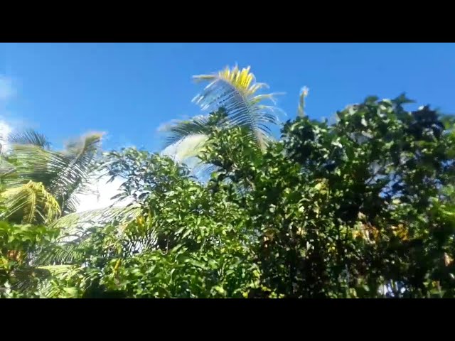 Jamaican Shopping vlog|SashaD TV
