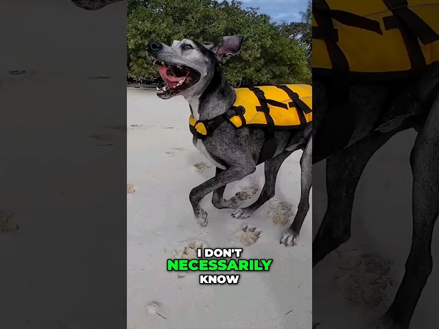Sailing crew gets the ZOOMIES & goes absolutely bonkers for Land