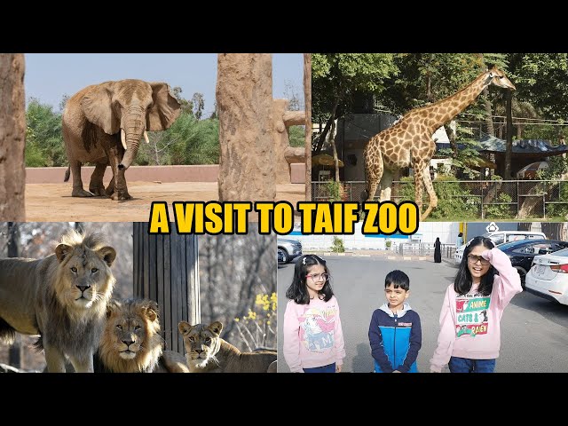 A Visit To Taif Zoo (mecca) | Part-1 |@jxst_fati7444