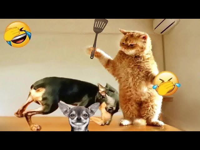 Pets Being Silly: A Compilation of Laughs 😍 Funny Animal Moments 🐶😸