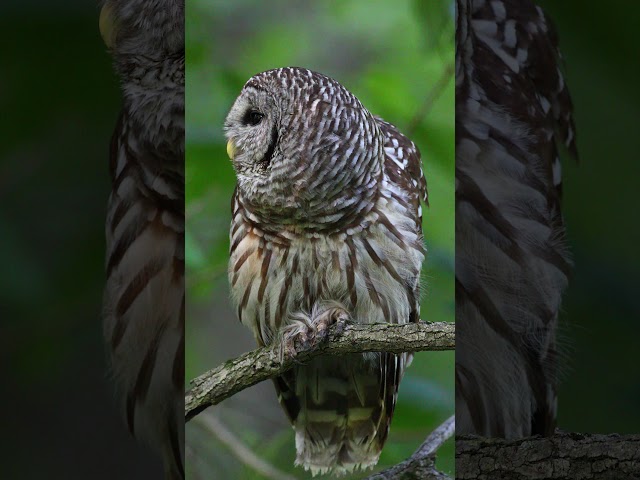 Barred Owl calling.