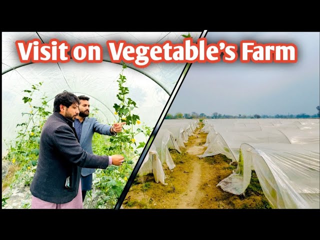 Best Business Startup Ideas With Tunnel Farming on Drip Irrigation System