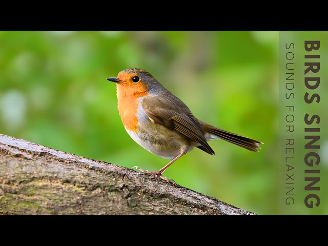Birds Singing - The Best Bird Song in the World, Birds Singing Without Music, Nature Sounds