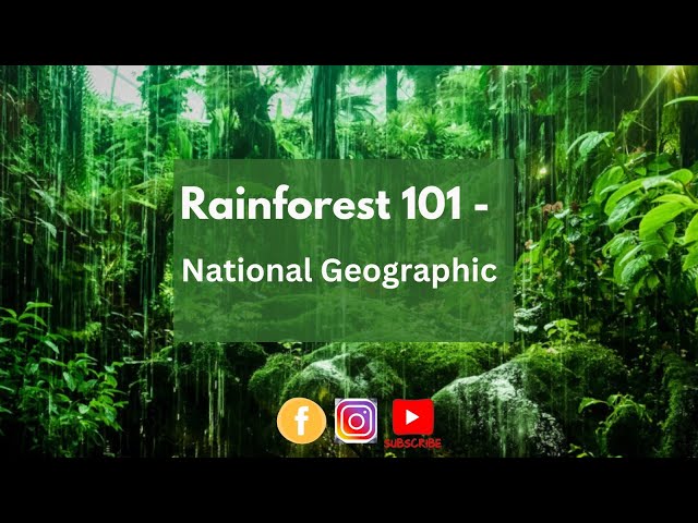 Rainforest 101 - National Geographic | Rainforest Documentary