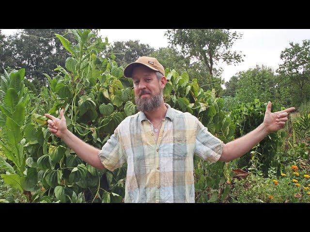 From LAWN to FOOD JUNGLE in 11 Months! A Grocery Row Garden Tour