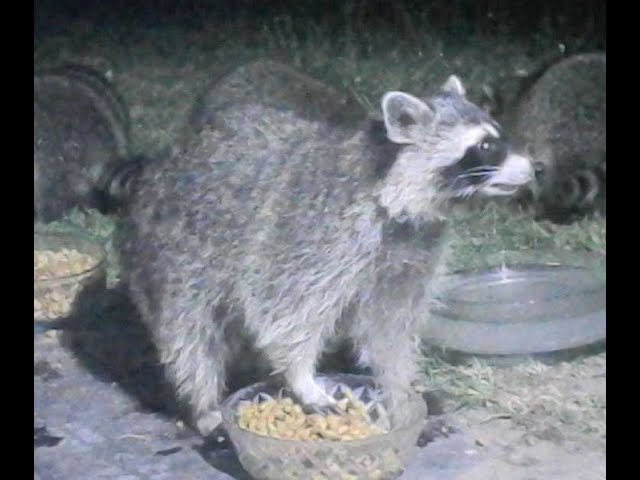 Raccoon and Hedgehog eat together. Мukbang animal. Hedgehogs fight.