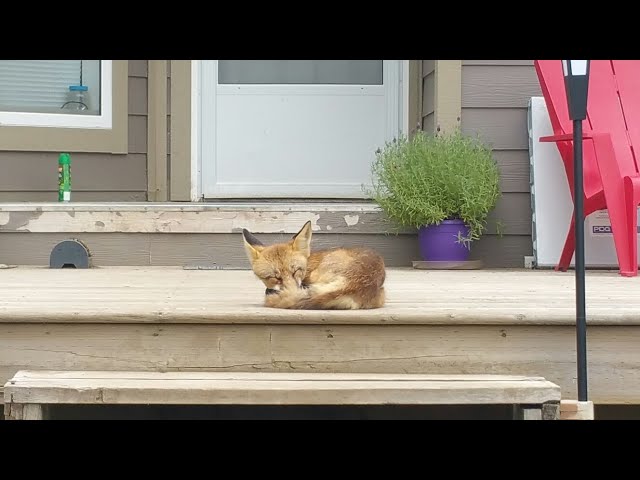 Fox Pups 12