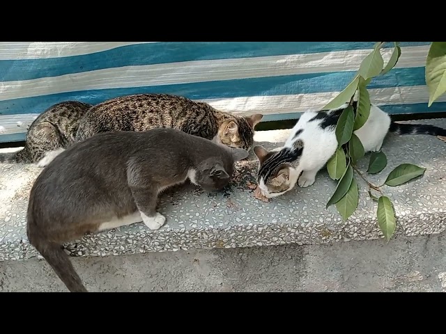 She has 4 kittens!