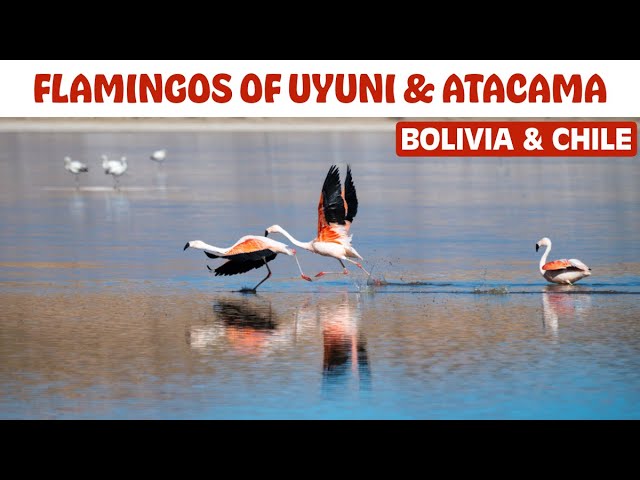 Enigmatic Flamingos of South America's Altiplano Lagoons in Uyuni, Bolivia and Atacama, Chile