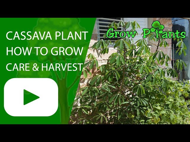 Cassava plant - growing and care