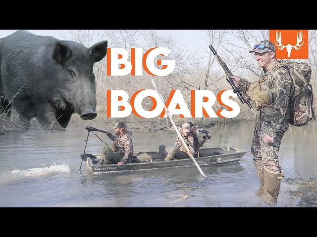Texas Rifle Hog | The Element