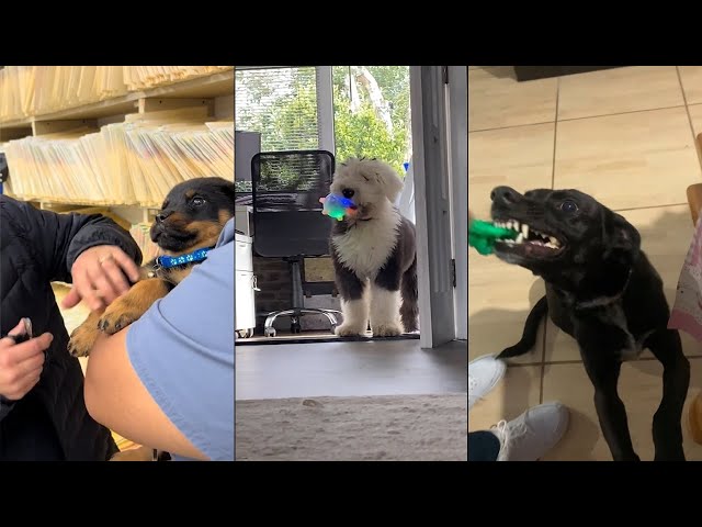 When People Ask How It Feels to Have Dog 🐶 Funniest Dog Videos