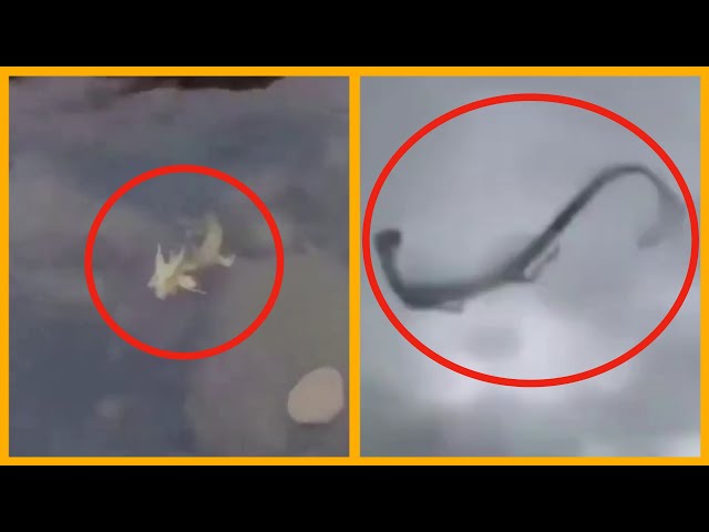 5 Chinese Dragons Caught on Camera & Spotted in Real Life 2