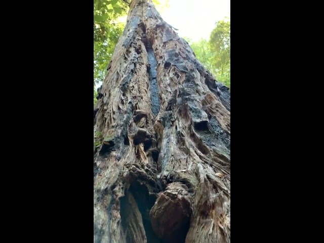 1200 year old tree at Portola Redwood State Park