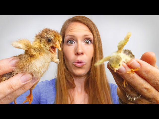 Hatching the Smallest Quail with the Tallest Chicks