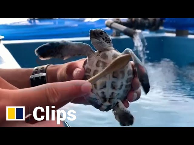 Endangered green sea turtle gets brushed and cleaned at Japanese marine centre