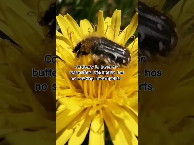 Macro video | pollen feeding beetle  #shorts