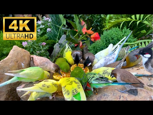 [NO ADS] Cat TV for Cats to Watch 🕊 Beautiful birds playing in the flower garden😹Videos for Cats 4K