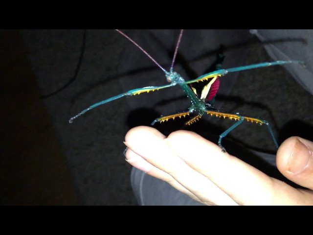 Achrioptera fallax - Blue Stick Insect !