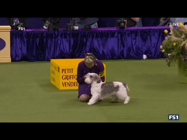 Petit basset griffon vendeen wins Westminster Dog Show