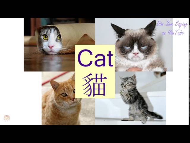 "CAT" in Cantonese (貓) - Flashcard