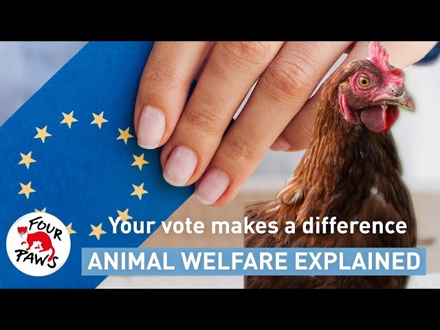 What do animals have to do with elections? | Animal welfare, explained