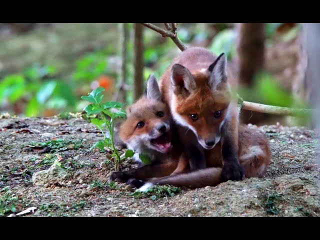 Junge Füchse am Bau Tag 1 * spielende Füchse Rotfuchs Fuchsbau Fuchs red fox Tierfilm Naturfilm