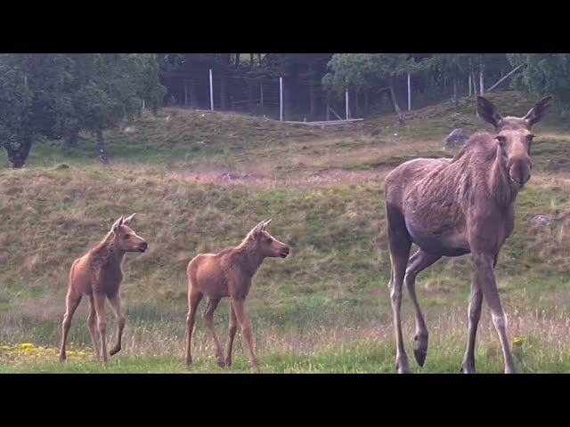 Eurasian Elk with Goose and Ash on the move for their feed @HighlandWildlifePark