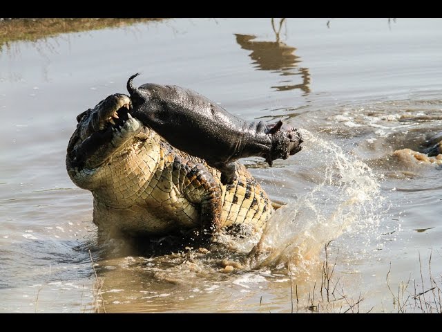 Crocodile Tosses Hippo Calf [Photos]