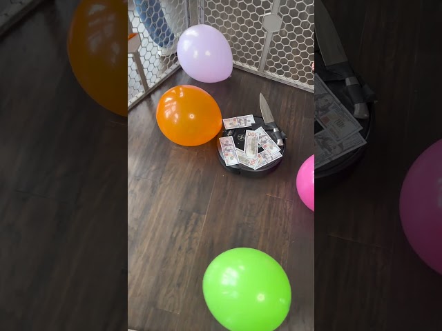 Roomba Balloon Battle 😱