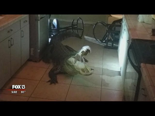 Florida woman comes face-to-face with alligator in kitchen