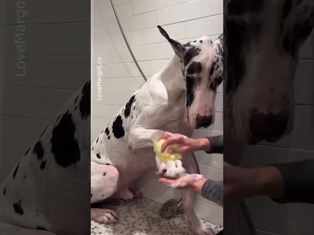 BIG dog body into a human shower 😎