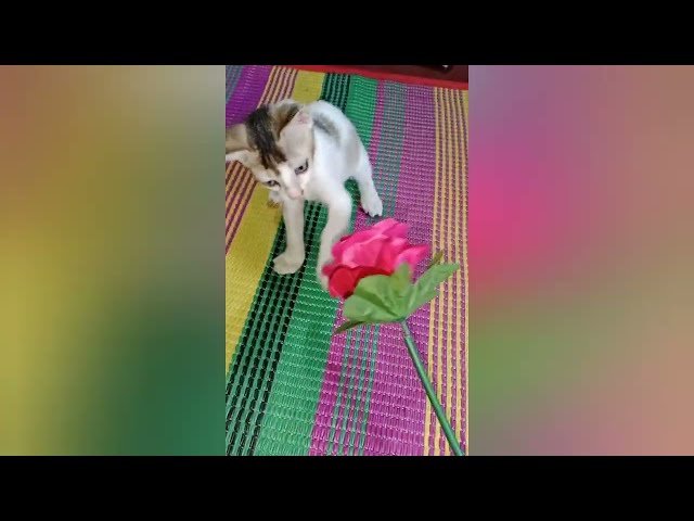 Funny baby cat playing video। Cats video