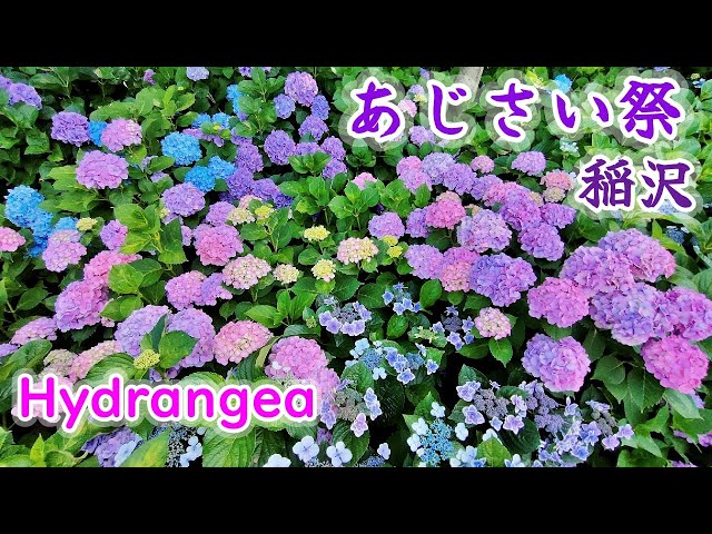 稲沢あじさい祭り【性海寺】Hydrangea  Festival，Shokaiji temple, Inazawa city