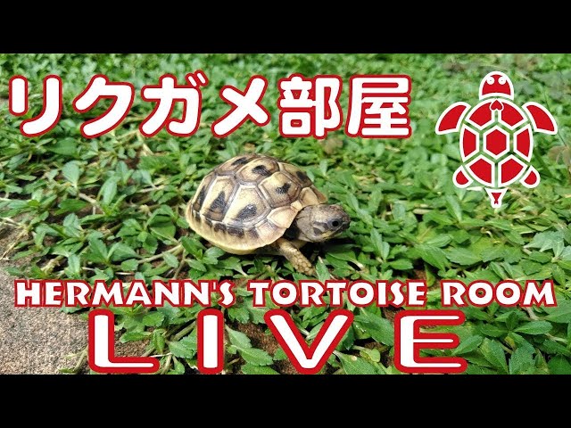 リクガメ部屋ライブ映像配信 Hermann's tortoise room LIVE CAMERA2024.6.21