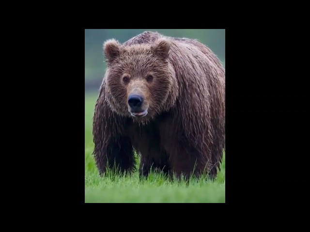 Majestic Bear Caught on Camera: Stunning Wildlife Footage in the Wilderness