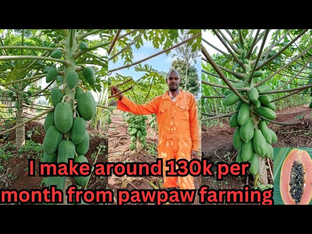 Pawpaw Farming in Kenya:dwarf and semi dwarf varieties,pawpaw Farming is a very profitable business.