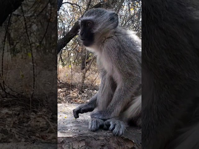 Monkey scratching itself #animals #nature #wildlife