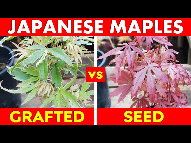 Japanese Maple Trees: Grafted vs Seed Grown Propagation