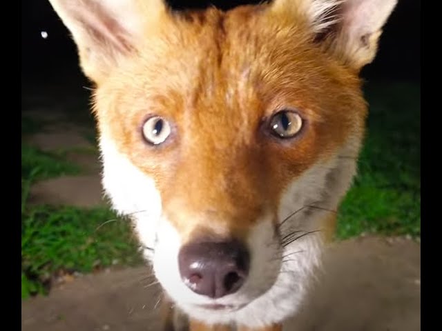 Mr Fox Comes For His Close Up