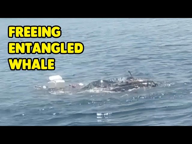 Man Dives Into Water To Free Entangled Whale