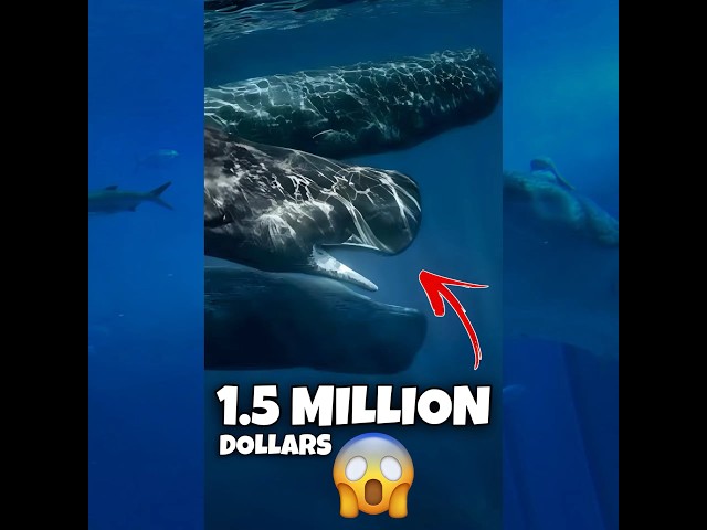 The Sperm Whale😱 #facts #shorts